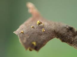 Attēlu rezultāti vaicājumam “Craterium aureum”