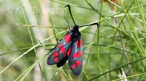 Attēlu rezultāti vaicājumam “Zygaena filipendulae exuvia”