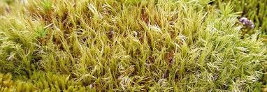 Attēlu rezultāti vaicājumam “Paraleucobryum longifolium”