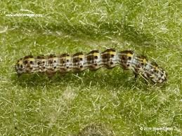 Attēlu rezultāti vaicājumam “Cucullia verbasci larva”