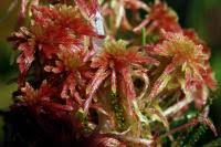 Attēlu rezultāti vaicājumam “Sphagnum warnstorfii”