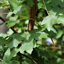 Attēlu rezultāti vaicājumam “Acer campestre leaf”