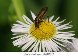 Attēlu rezultāti vaicājumam “Alleculidae”