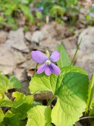 Attēlu rezultāti vaicājumam “Viola riviniana fruit”