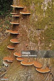 Attēlu rezultāti vaicājumam “Ganoderma applanatum”