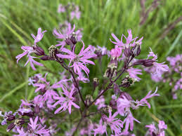 Image result for Lychnis flos-cuculi