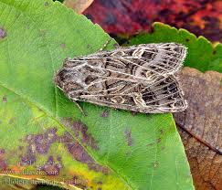 Attēlu rezultāti vaicājumam “Tholera decimalis”