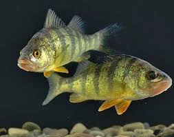 Image result for Prestatyn Piranhas