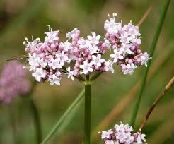 Attēlu rezultāti vaicājumam “Valeriana officinalis”