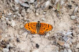 Attēlu rezultāti vaicājumam “Melitaea didyma”
