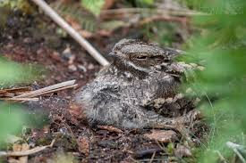Attēlu rezultāti vaicājumam “Caprimulgus europaeus nest”