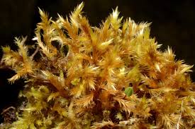 Attēlu rezultāti vaicājumam “Tomentypnum nitens”