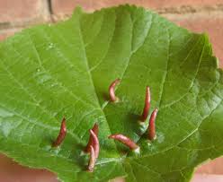 Attēlu rezultāti vaicājumam “Eriophyes tiliae”