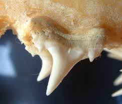 Image result for Lamna nasus