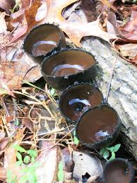 Attēlu rezultāti vaicājumam “Craterium aureum stalked”