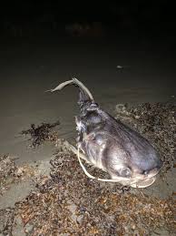 Image result for Bagre marinus