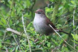 Image result for Cettia cetti