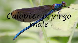 Attēlu rezultāti vaicājumam “Calopteryx virgo male”
