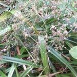 Attēlu rezultāti vaicājumam “Scirpus sylvaticus flower”