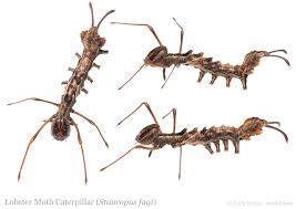 Attēlu rezultāti vaicājumam “Stauropus fagi”