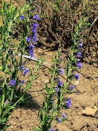 Image result for Ysop