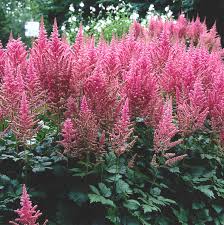 Image result for Astilbe