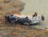 Attēlu rezultāti vaicājumam “Hedya salicella”