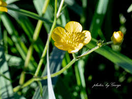 Attēlu rezultāti vaicājumam “Ranunculus acris”