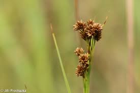 Attēlu rezultāti vaicājumam “Cladium mariscus flower”