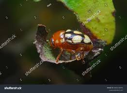 Attēlu rezultāti vaicājumam “Mordella sp.”