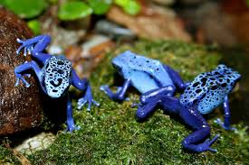 Image result for blauer baumsteiger