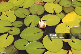 Attēlu rezultāti vaicājumam “Nymphaea candida”