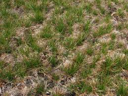 Attēlu rezultāti vaicājumam “Juncus squarrosus”