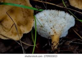 Attēlu rezultāti vaicājumam “Polyporus tuberaster”