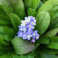 Image result for Myosotis sylvatica