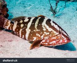 Image result for Epinephelus striatus