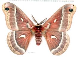 Attēlu rezultāti vaicājumam “Saturniidae”