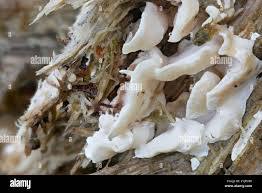 Attēlu rezultāti vaicājumam “Skeletocutis nivea”