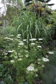 Attēlu rezultāti vaicājumam “Lignydium muscorum macro”