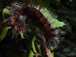 Attēlu rezultāti vaicājumam “Macrothylacia rubi larva”