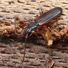 Attēlu rezultāti vaicājumam “Dendrophagus crenatus”