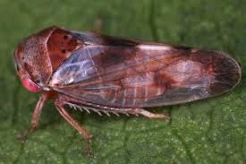 Attēlu rezultāti vaicājumam “Oncopsis sp.”