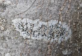 Attēlu rezultāti vaicājumam “Cliostomum corrugatum”