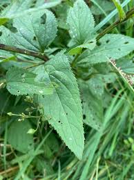 Attēlu rezultāti vaicājumam “Scrophularia nodosa leaf”
