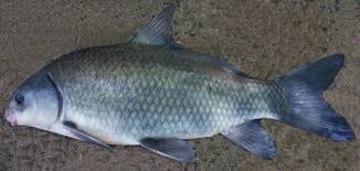 Image result for Ictiobus cyprinellus