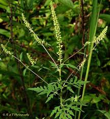 Attēlu rezultāti vaicājumam “Ambrosia artemisiifolia fruit”