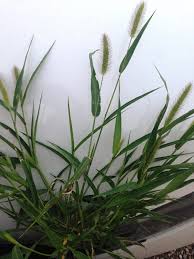 Attēlu rezultāti vaicājumam “Setaria viridis fruit”