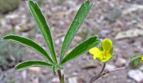 Attēlu rezultāti vaicājumam “Potentilla reptans bud”