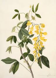 Attēlu rezultāti vaicājumam “Laburnum anagyroides”