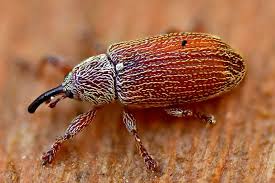 Attēlu rezultāti vaicājumam “Brachonyx pineti”